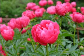 Paeonia 'Ellen Cowley'