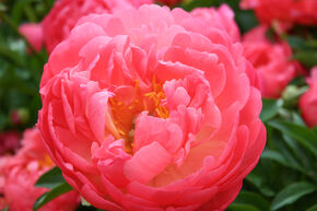 Paeonia x lactiflora 'Coral Sunset'