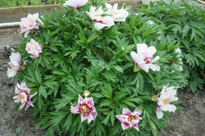 Paeonia  itoh 'Cora Louise'