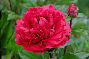 Paeonia 'Henry Bockstoce'