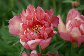 Paeonia  itoh 'Hillary'