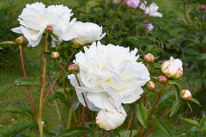 Paeonia 'Kelways Glorious' (Lactiflora Grp.) 