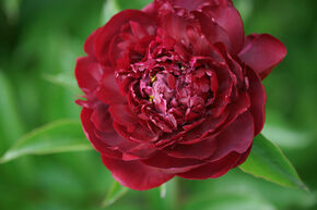 Paeonia x lactiflora 'Old Faithful'