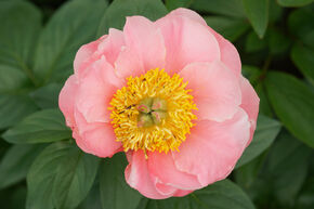 Paeonia 'Salmon Chiffon'