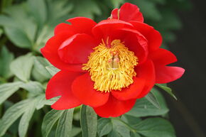 Paeonia 'Scarlet O'Hara'