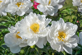Paeonia x itoh 'White Emperor'