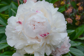 Paeonia x lactiflora 'Eskimo Pie'