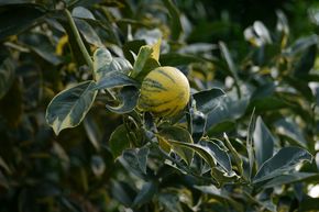 Panaschierte Orange 'Tarocco foliis variegatis'