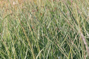 Panicum virgatum 'Prairie Sky'