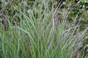 Panicum virgatum 'Rotstrahlbusch'