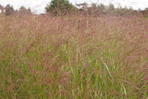 Panicum virgatum 'Squaw'