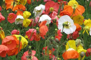 Papaver nudicaule 'Prachtmischung' 