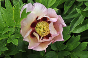 Paeonia  itoh 'Pastel Splendour'