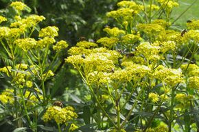 Patrinia scabiosifolia