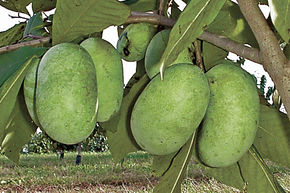 Pawpaw Shenandoah