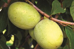 Pawpaw Susquehanna
