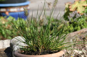 Pennisetum alopecuroides 'Little Bunny'