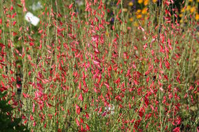 Penstemon barbatus 'Coccineus'