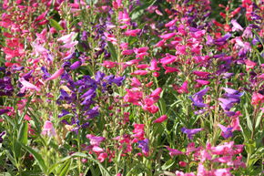 Penstemon barbatus 'Praecox Nanus Rondo'