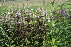 Penstemon digitalis 'Husker Red' (gen) (Mystica)