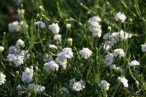 Petrorhagia saxifraga 'Alba Plena'