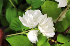 Philadelphus coronarius 'Little White Love', Gefllter Zwerg-Gartenjasmin 'Snowdwarf'