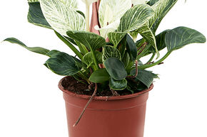 Philodendron 'Birkin'