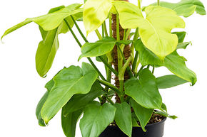 Philodendron 'Golden Violin'