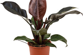 Philodendron 'Imperial Red'