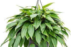Philodendron 'Minii'