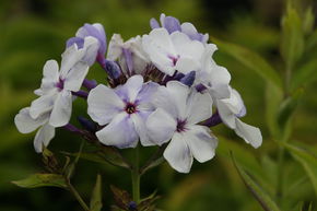 Phlox paniculata Flame-Serie 'Blue Flame'  -R-