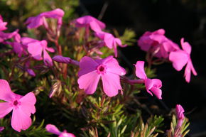 Phlox borealis 'Mac Daniels Cushion'