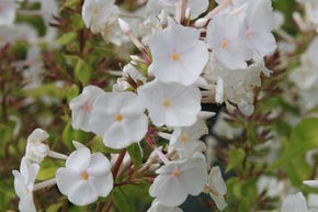 Phlox maculata 'Mrs. Lingard'