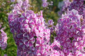 Phlox maculata 'Natascha'