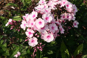 Phlox paniculata 'Bright Eyes'