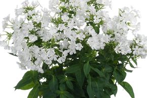 Phlox paniculata 'Early White'