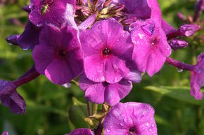 Phlox paniculata Flame-Ser. 'Purple Flame'  -R-