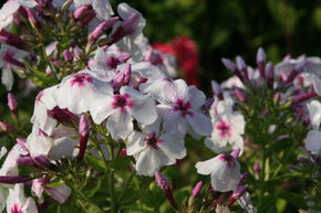 Phlox paniculata 'White Eye Flame'  -S-