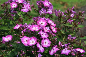 Phlox paniculata 'Wilhelm Kesselring'