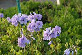 Phlox stolonifera 'Blue Ridge'