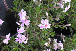 Phlox subulata 'Candy Stripes'