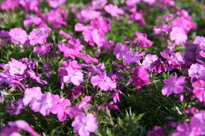 Phlox subulata 'Early Spring Purple'