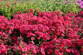 Phlox paniculata 'Early Red' (S)