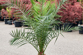 Phoenix canariensis (140-160)