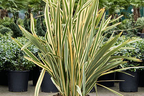 Phormium tenax 'Variegatum' (130-160)