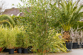 Phyllostachys bissetii