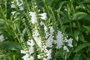Physostegia virginiana 'Alba'