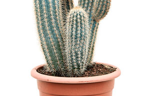 Pilosocereus zehnteri