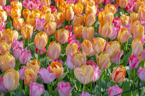 Tulipa 'Apricot van Eijk'