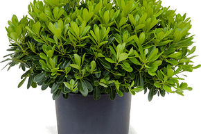 Pittosporum tobira 'Nana'